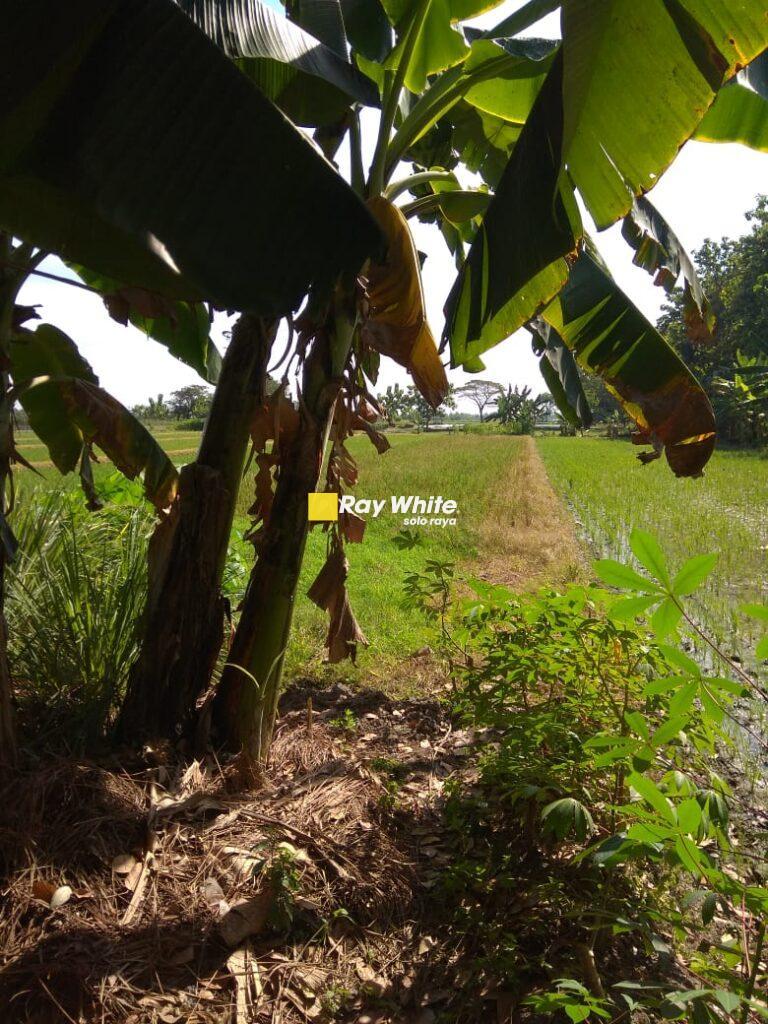 Dijual Tanah Sawit, Boyolali