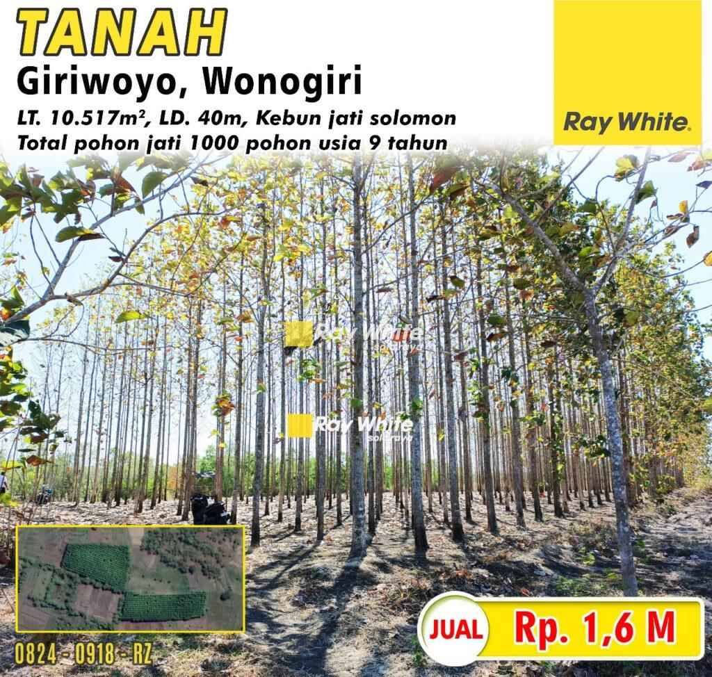 Dijual Tanah Bonus Pohon Jati usia 9 tahun di Giriwoyo, Wonogri